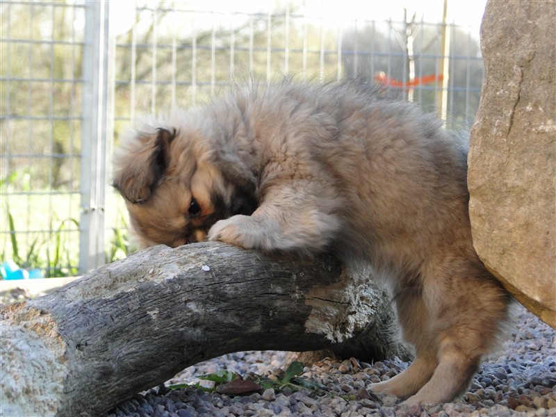 Om rasen Kennel Kangris